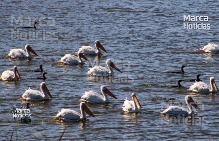 Invitan al Sexto Conteo Latinoamericano de Aves Urbanas en Meoqui