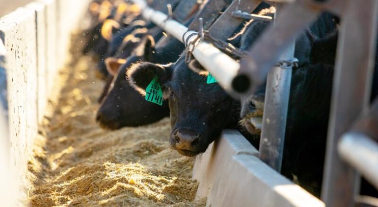 Fin de era: Cierre fronterizo tumba engordadora en Texas tras 70 años