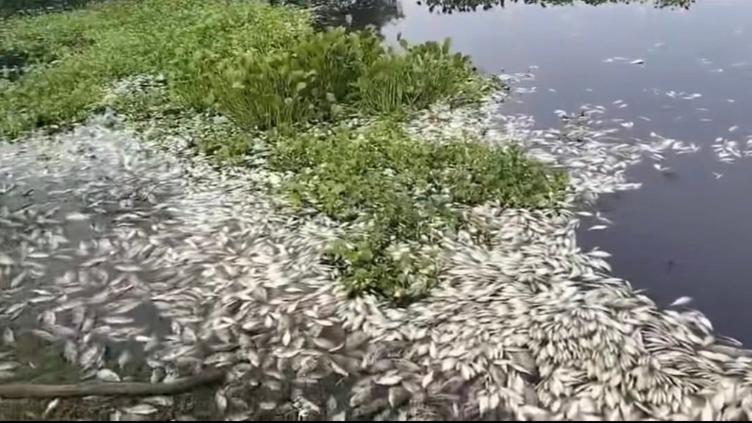 Denuncian pescadores muerte de miles de peces en Veracruz