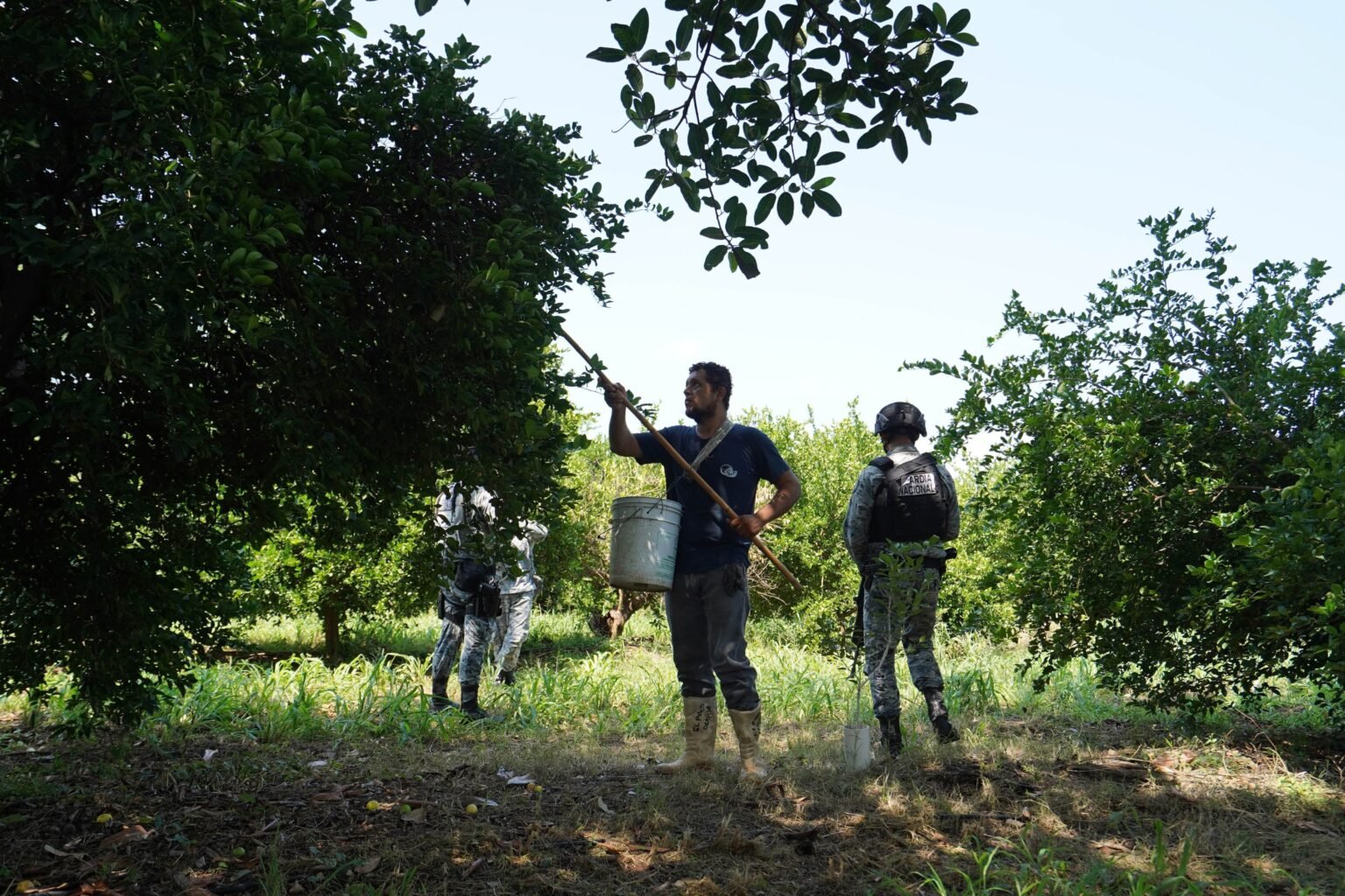 Estados Unidos reanuda la importación de aguacates de México tras una semana de suspensión de actividades en Michoacán