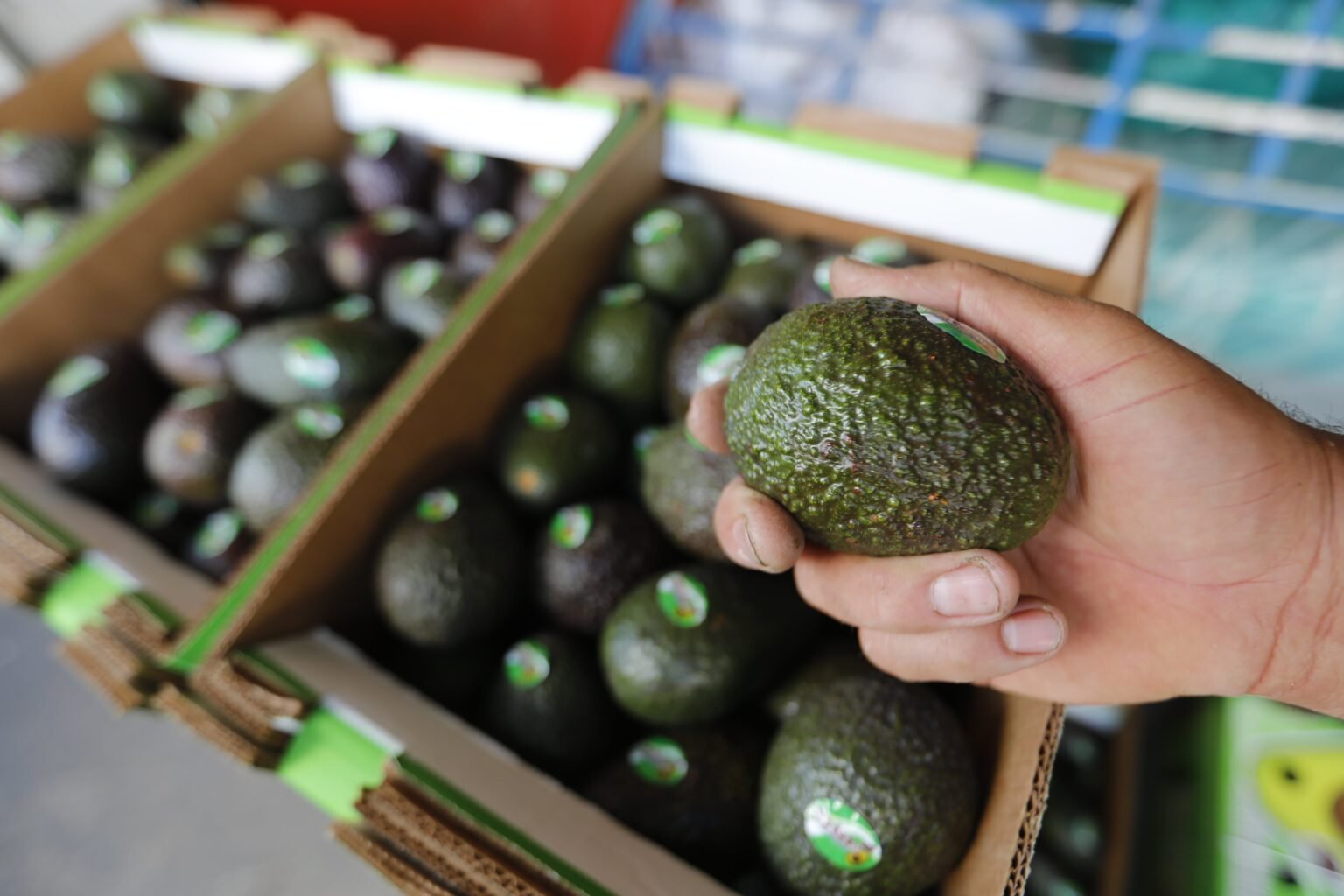 Estados Unidos reanuda parcialmente las exportaciones de aguacate desde México
