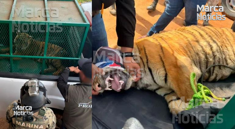Aseguraron a dos tigres de bengala abandonados en Michoacán